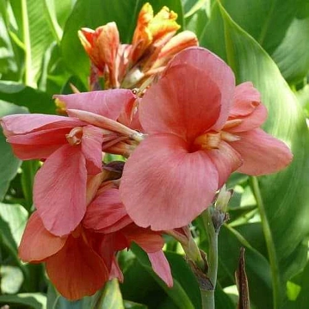 Канна Champion (уп. 1 шт)