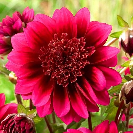 Георгина Purple Puff