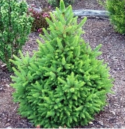 Ель Виллс Цверг (Wills Zwerg) обыкновенная