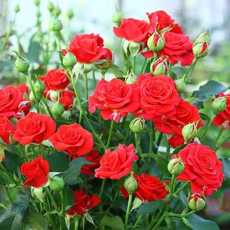 Роза Miniature Red