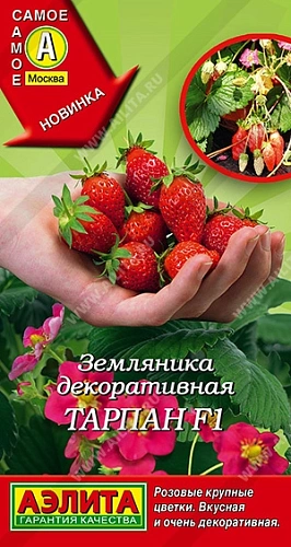 Земляника Тарпан F1, 5 шт Земляника Тарпан F1, 5 шт