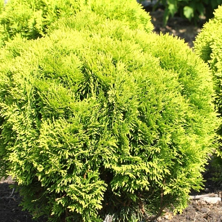 Туя западная Мириам 15-20 см