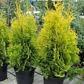 Туя Джанет Голд (Janed Gold) западная 30-50 см Туя Джанет Голд (Janed Gold) западная 30-50 см
