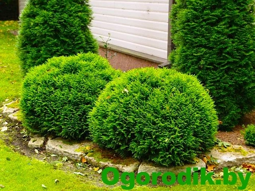 Туя Даника шаровидная С5 30-35 см Туя Даника шаровидная С5 30-35 см