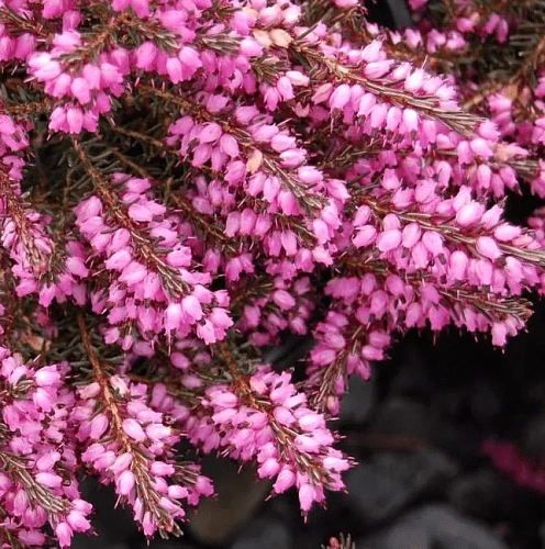 Эрика Darley Dale дарленская Эрика Darley Dale дарленская