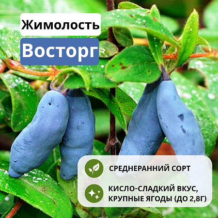 Жимолость Восторг съедобная С3