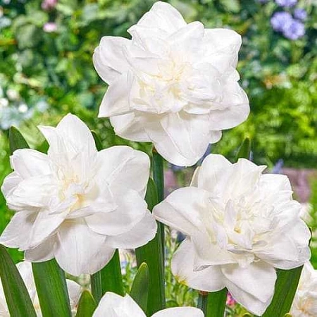 Нарцисс White Medal (5 шт. в уп.)