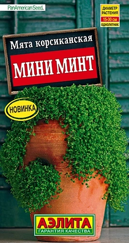 Мята корсиканская Мини минт 3 шт Мята корсиканская Мини минт 3 шт