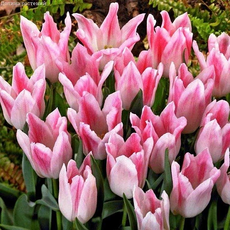 Тюльпан Holland Chic (5 шт. в уп.)