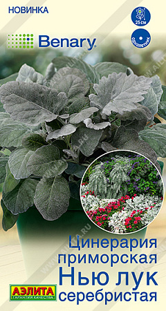 Цинерария Нью Лук серебристая, 15 шт (Аэлита)