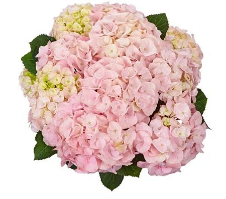 Гортензия крупнолистная Kronentor 40-60 см Гортензия крупнолистная Kronentor 40-60 см