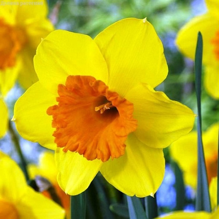 Нарцисс Pimpernel (5 шт. в уп.)