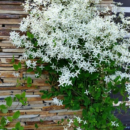 Клематис Белое облако Клематис Белое облако