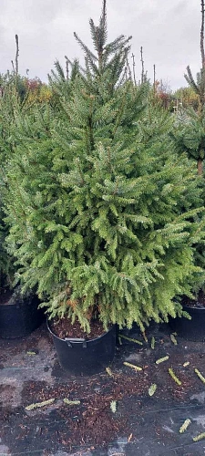 Ель сербская 150-175 см Оморика (Польша) Ель сербская 150-175 см Оморика (Польша)