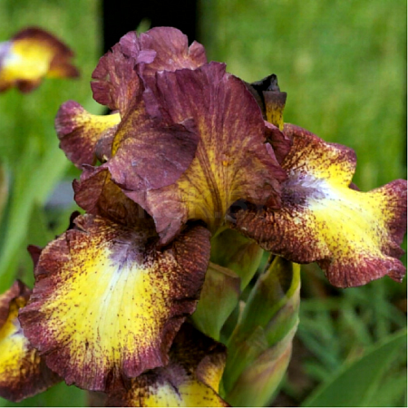 Ирис Germanica Spotted Yellow (1 шт. в уп.)