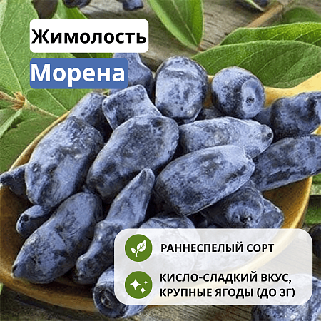 Жимолость Морена съедобная С3 Жимолость Морена съедобная С3