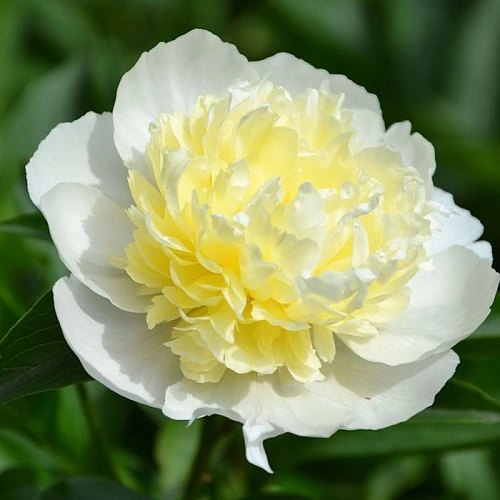 Пион Laura Dessert (1 шт. в уп.) Пион Laura Dessert (1 шт. в уп.)