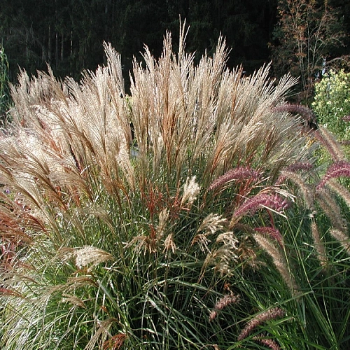 Мискантус китайский Adagio Мискантус китайский Adagio