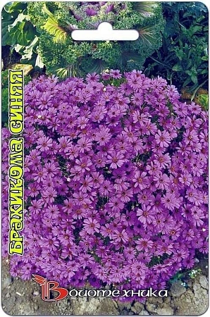 Брахикома Синяя однолетник, 200 шт (Биотехника) Брахикома Синяя однолетник, 200 шт (Биотехника)