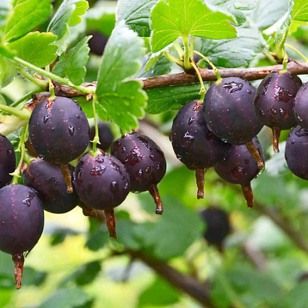 Крыжовник Челябинский слабошипный