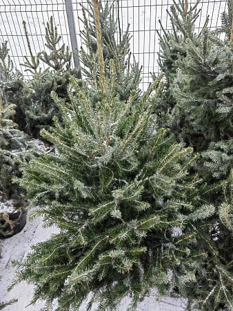 Ель сербская 100-120 см Оморика (Польша)