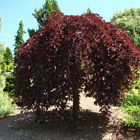 Бук европейский Purpurea Pendula на штамбе 1,5 м