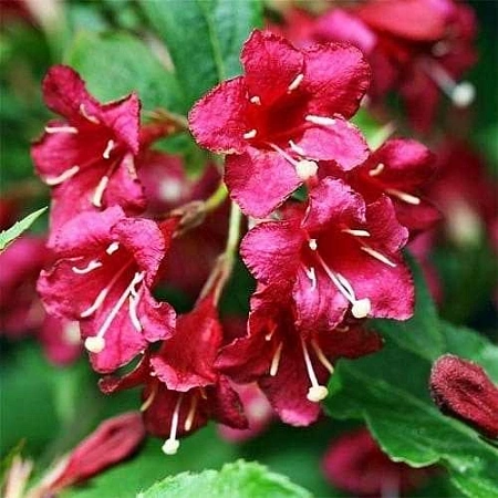 Вейгела Newport Red цветущая