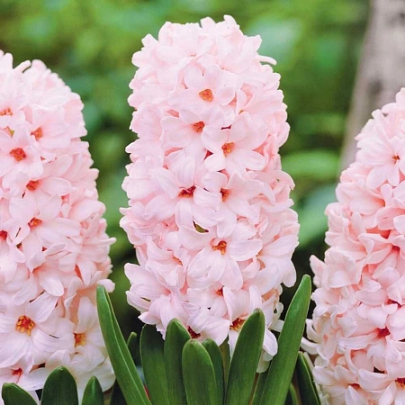 Гиацинт China Pink
