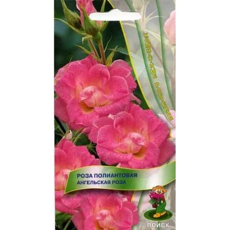 Роза полиантовая Ангельская роза 5 шт Роза полиантовая Ангельская роза 5 шт