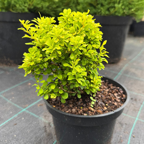 Барбарис Голден Дивайн (Golden Devine) тунберга C2 Барбарис Голден Дивайн (Golden Devine) тунберга C2