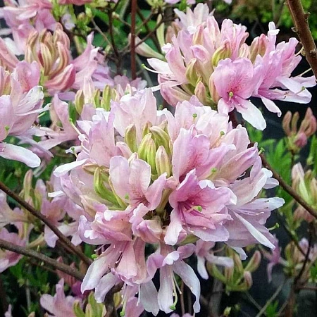 Азалия Вестерн лайтс С2