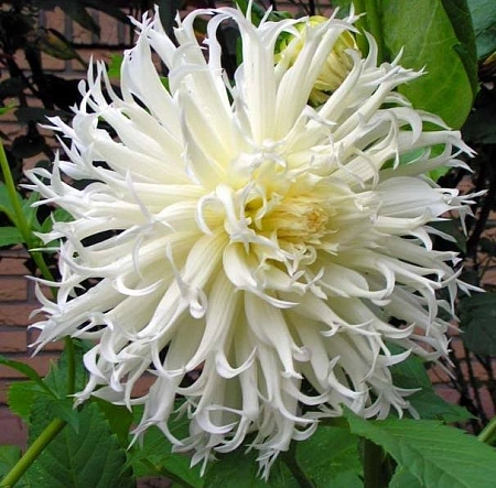 Георгина Cactus Tsuki-Yori-No-Shisha Георгина Cactus Tsuki-Yori-No-Shisha