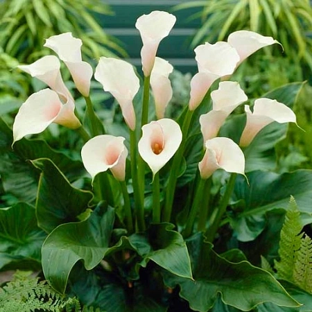 Калла White