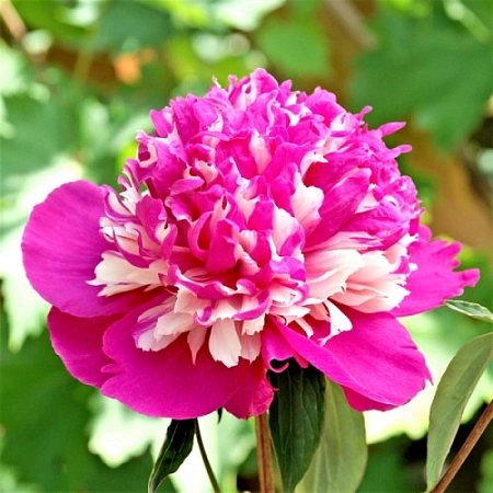 Пион Celebrity (уп. 1 шт)