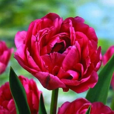 Тюльпан Emblazon (5 шт. в уп.)