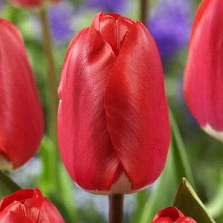 Тюльпан Fostery King (5 шт. в уп.)