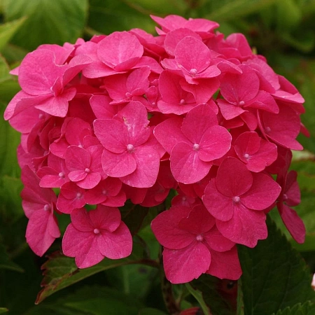 Гортензия крупнолистная Ever Red (Эве Ред)