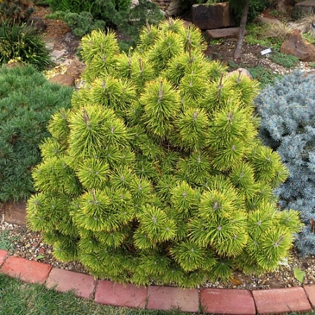 Сосна горная Зюндерт 20-30 см