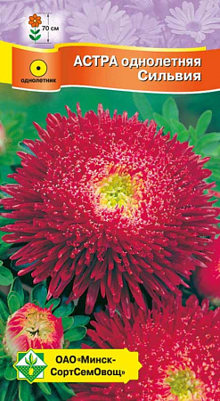 Астра Принцесса Сильвия, 0,3 г (МССО) Астра Принцесса Сильвия, 0,3 г (МССО)
