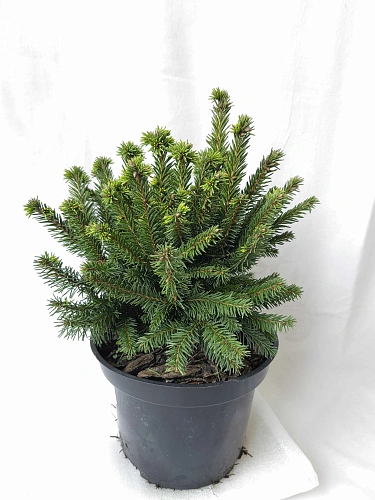 Ель Пумила Глаука d-20 см обыкновенная Ель Пумила Глаука d-20 см обыкновенная