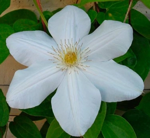 Клематис Титания Клематис Титания