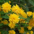 Керрия Pleniflora японская 20 см Керрия Pleniflora японская 20 см