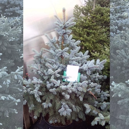 Ель голубая Бэби Блю 100-120 cм