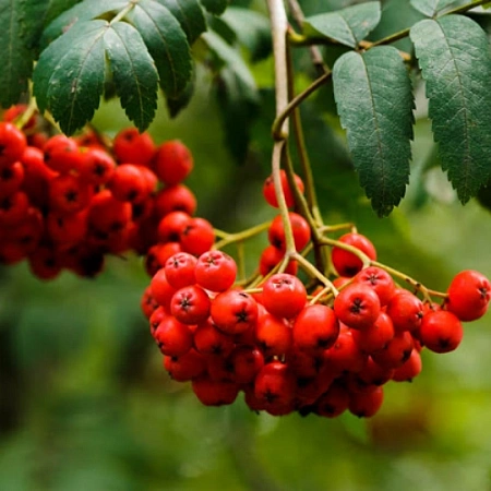 Рябина обыкновенная 2,5-3 м Рябина обыкновенная 2,5-3 м