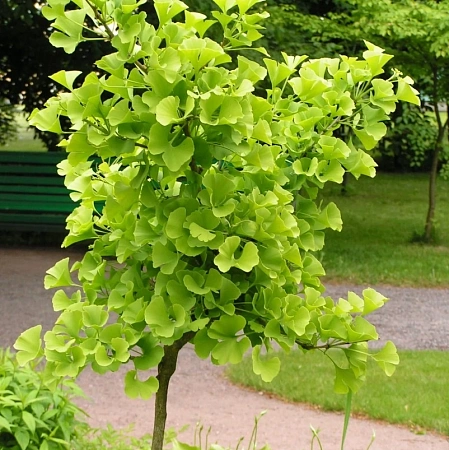 Гинкго билоба двулопастный С3