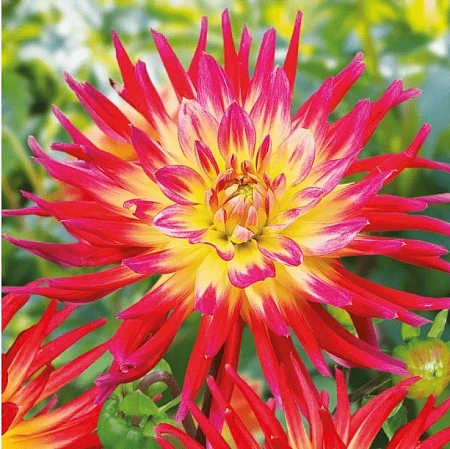 Георгина Bora Bora (1 шт. в уп.)