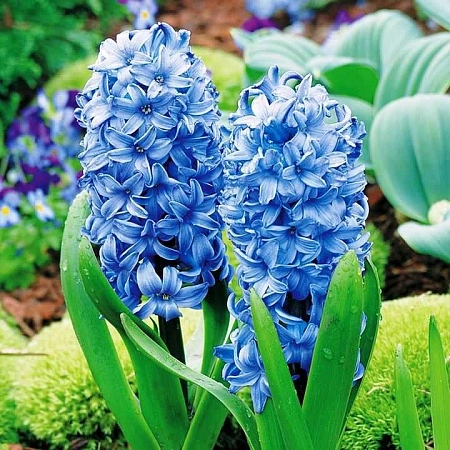 Гиацинт Delft Blue (3 шт. в уп.)