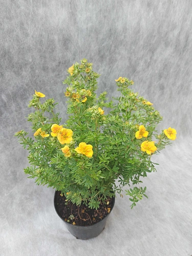 Лапчатка Orange Star кустарниковая Лапчатка Orange Star кустарниковая