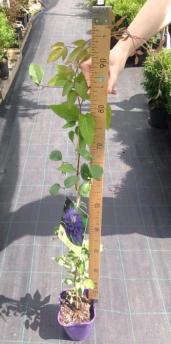 Клематис Multi Blue (Мульти Блю) Клематис Multi Blue (Мульти Блю)