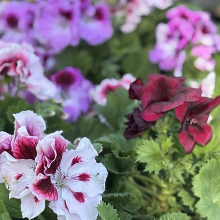 Рассада пеларгонии королевской в ассортименте Рассада пеларгонии королевской в ассортименте